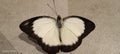 Black and white butterfly